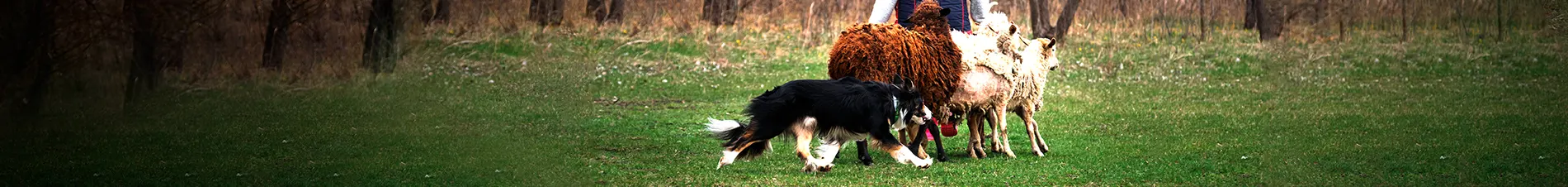 Border Collie con ovejas