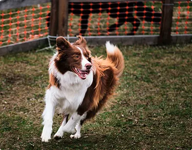 Border Collie Marrón