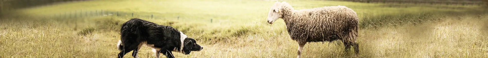 Border Collie enfrentado oveja