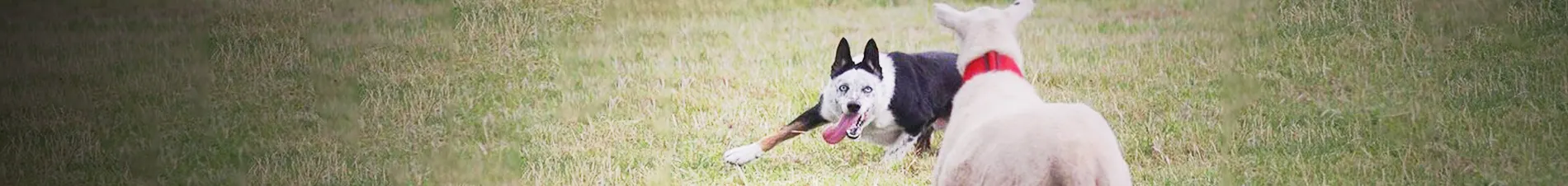 Border Collie en el agua