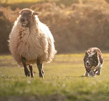 Capacidad de trabajo