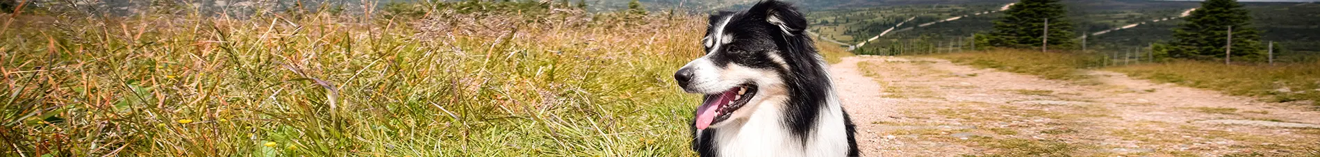 Iniciar sesión en ABCT