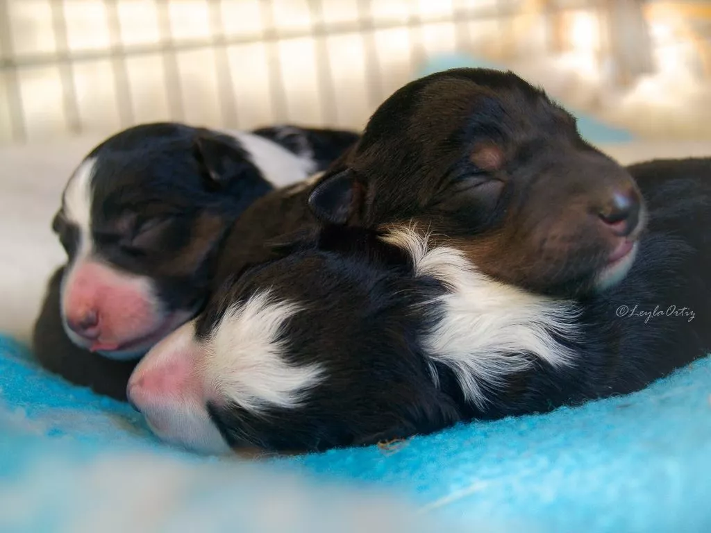 Cachorros Border Collie