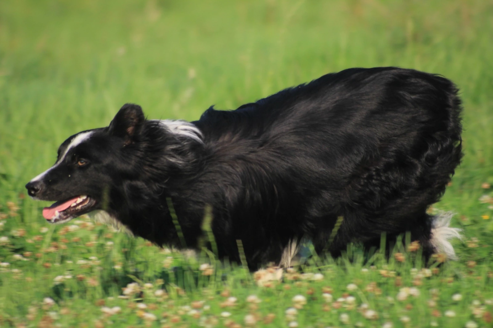 Border Collie en el agua