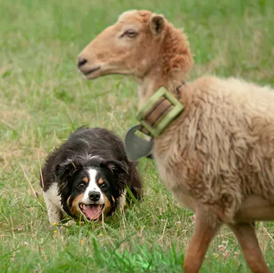 Border Collie trabajando con ovejas