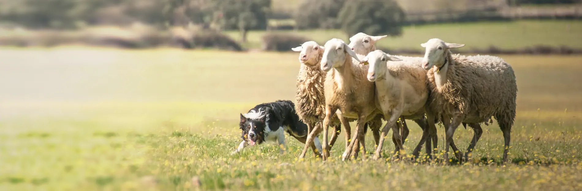 Border Collie con ovejas