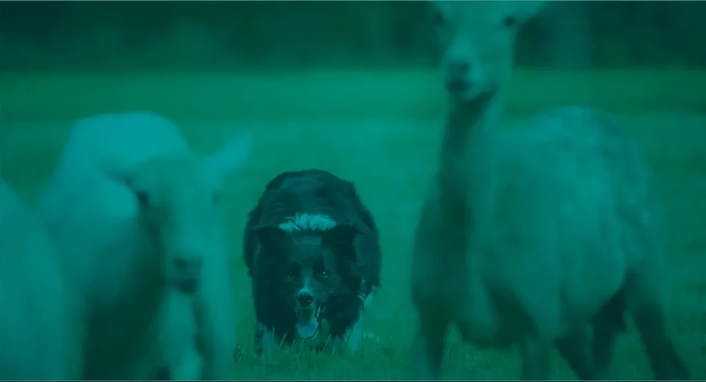 Border Collie corriendo