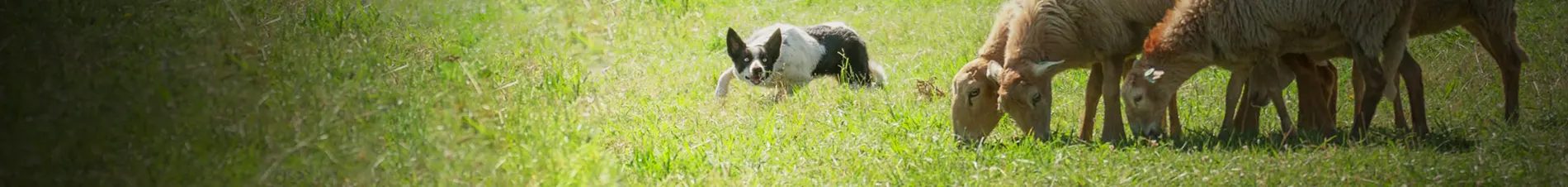 Border Collie con ovejas